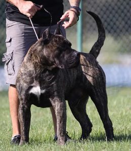 Ch Hiro Nuestra Sangre