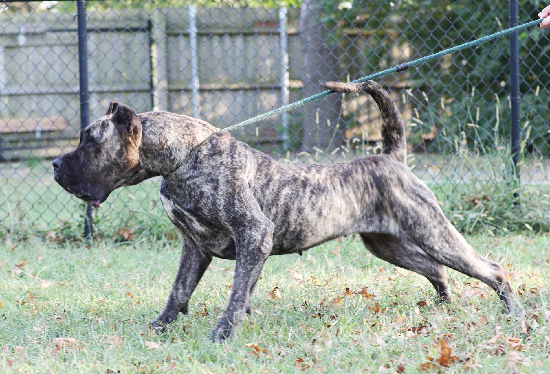 Presa Canario